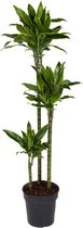 Kamerplant van Botanicly – Drakenboom – Hoogte: 130 cm – Dracaena Golden Coast
