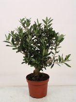 Kamerplant van Botanicly – Olijf boom – Hoogte: 45 cm – Olea europeae