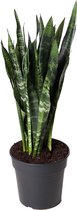 Kamerplant van Botanicly – Vrouwentongen – Hoogte: 100 cm – Sanseviera Black Coral