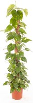 Kamerplant van Botanicly – Epipremnum pinatum Aureum – Hoogte: 130 cm