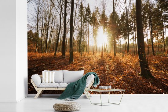Papier peint photo en vinyle - Le soleil d'automne brille à travers les arbres au coucher du soleil largeur 360 cm x hauteur 240 cm - Tirage photo sur papier peint (disponible en 7 tailles)