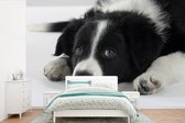 Border Collie chien couché sur le sol papier peint photo vinyle largeur 600 cm x hauteur 400 cm - Tirage photo sur papier peint (disponible en 7 tailles)