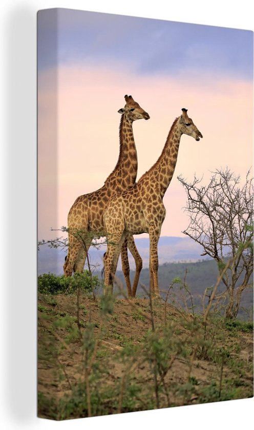 Giraffes fotoafdruk Canvas 80x120 cm - Foto print op Canvas schilderij (Wanddecoratie)