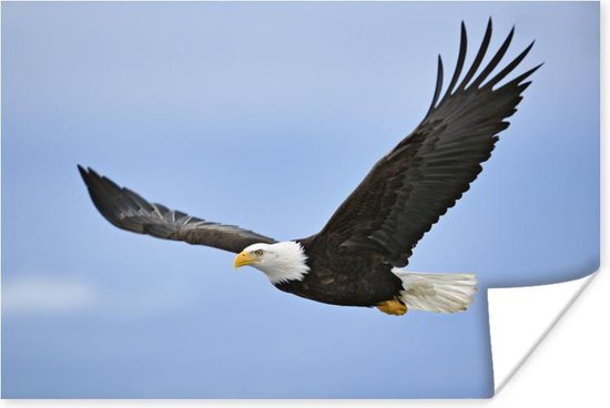 Poster Amerikaanse zeearend - Adelaar - Vliegend - Vogels - 120x80 cm