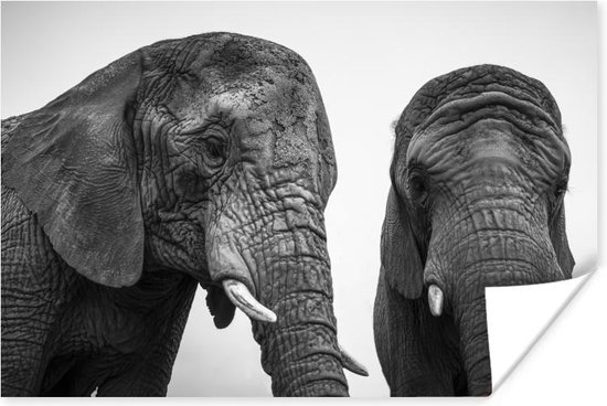 Poster Nieuwsgierige olifanten in zwart-wit - 30x20 cm