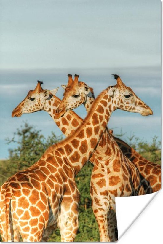 Giraffen in Oeganda Poster 60x90 cm - Foto print op Poster (wanddecoratie)