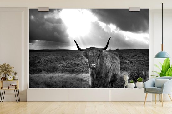 Papier peint - Papier peint photo peint Highlander écossais poilu avec rayons de soleil - noir et blanc - Largeur 525 cm x hauteur 350 cm