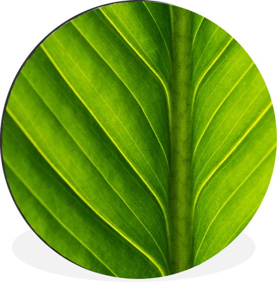 WallCircle - Wandcirkel - Muurcirkel - Foto van een lichtgroen botanisch blad - Aluminium - Dibond - ⌀ 90 cm - Binnen en Buiten