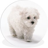 WallCircle - Wandcirkel ⌀ 30 - Schattige kleine Maltezer hond - Ronde schilderijen woonkamer - Wandbord rond - Muurdecoratie cirkel - Kamer decoratie binnen - Wanddecoratie muurcirkel - Woonaccessoires