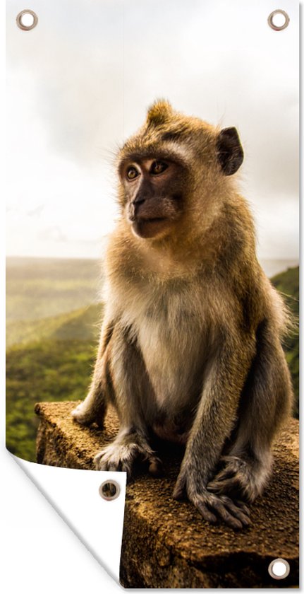 Schuttingposter Aap - Rots - Dieren - Berg - Mos - 100x200 cm ...