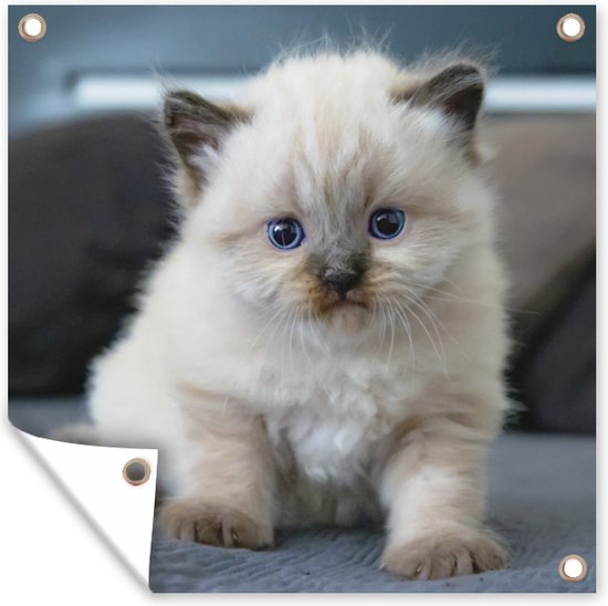 Poster de Jardin Chaton - Chat - Animal - 200x200 cm - Toile de jardin - Poster extérieur