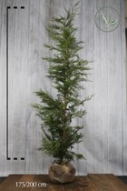 10 stuks | Leylandii conifeer Kluit 175-200 cm - Geschikt in kleine tuinen - Snelle groeier - Zeer winterhard