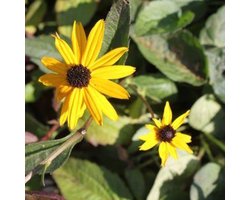 6x Rudbeckia fulgida ‘Goldsturm’ - Zonnehoed - Pot 9x9 cm