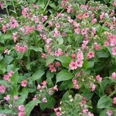 6x Pulmonaria saccharata ‘Dora Bielefeld’ - Longkruid - Pot 9x9 cm