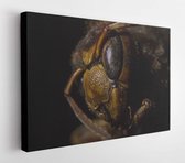 Onlinecanvas - Schilderij - Hornet Close-up. Dood Dier (vespa Crabro) Art Horizontaal Horizontal - Multicolor - 80 X 60 Cm