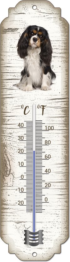 Thermomètre vertical avec Cavalier King Charles Spaniel, affichant la température en degrés Celsius et Fahrenheit.