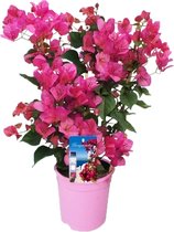 Plant in a Box - Bougainvillea - Bougainvillea op rek - Roze bloemen - Klimplant - Tuinplant - Pot 17cm - Hoogte 50-60cm
