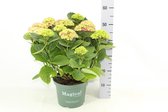 Plantenboetiek.nl | Hydrangea Magical Amethyst Roze - Hortensia - Ø23cm - 70cm hoog - Tuinplant