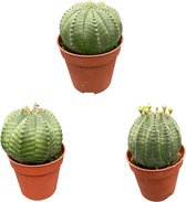 3 stuks Cactus- honkbalplant of 'Baseball Plant' (Euphorbia obesa)- 5.5cm potten- 6-9cm Hoog