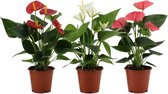 Hydrangea paniculata whitelight p17 - ø17cm - 45cm