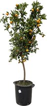 Fruitboom – Sinaasappelboom (Citrus Calamondin) – Hoogte: 200 cm – van Botanicly