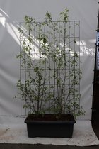 Struiken – Parelstruik (Callicarpa bod Profusion) – Hoogte: 180 cm – van Botanicly