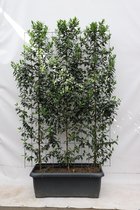 Fruitboom – Kers (Prunus l Angustifolia) – Hoogte: 180 cm – van Botanicly