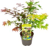 Bloomique - Acer Palmatum 'Festival' - Japanse Esdoorn - 3 Kleuren Blad in 1 Plant - Tuinplanten - Winterhard - ⌀19 cm - 60-70 cm