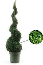 XL Buxus Semp Spiral – Hoogte: 115 cm - Potmaat: 27cm - Buiten plant - Buxus Sempervirens - Plant