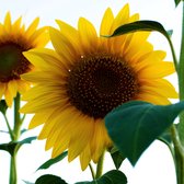 MRS Seeds & Mixtures Tournesol géant - Helianthus Giganteus – tournesol annuel – hauteur de croissance : 2-3 mètres – suit le soleil pendant la journée – peut être utilisé comme fleur coupée – attire les papillons, les abeilles et les bourdons