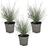Plant in a Box - Festuca glauca 'Elijah Blue' - Set van 3 Festuca - Winterharde tuinplanten - Siergras - Pot 9cm - Hoogte 10-15cm