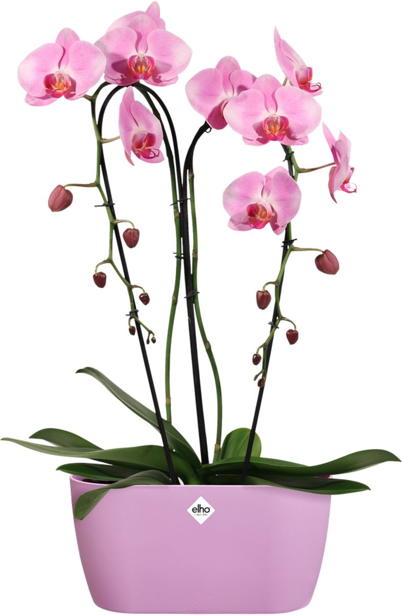 Elho Brussels Orchidee Duo 25 - Bloempot voor Binnen - Ø 24.8 x H 12.0 cm - Levendig violet