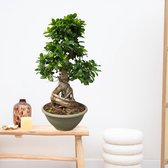 Ficus Microcarpa Ginseng - 85 cm
