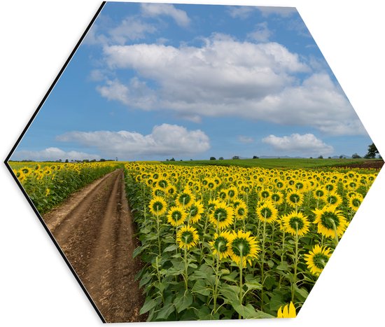 Dibond Hexagon - Landschap - Bloemen - Zonnebloemen - Bloemenveld - Pad - 40x34.8 cm Foto op Hexagon (Met Ophangsysteem)