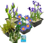 vdvelde.com - Waterplanten Pakket - S - Blauw - Voor 100 - 500 L - 4 groepen waterplanten - Plaatsing: -1 tot -100 cm