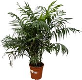 Trendyplants - Chamaedorea Elegans - Bergpalm - Kamerplant - Hoogte 90-110 cm - Potmaat Ø21cm