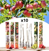 NatureNest - Fruitbomen spillen - 2x Jonagold, 2x Conference, 2x Schattenmorelle, 2x Opal, 2x Red Heaven - 10 stuks - 85-93 cm