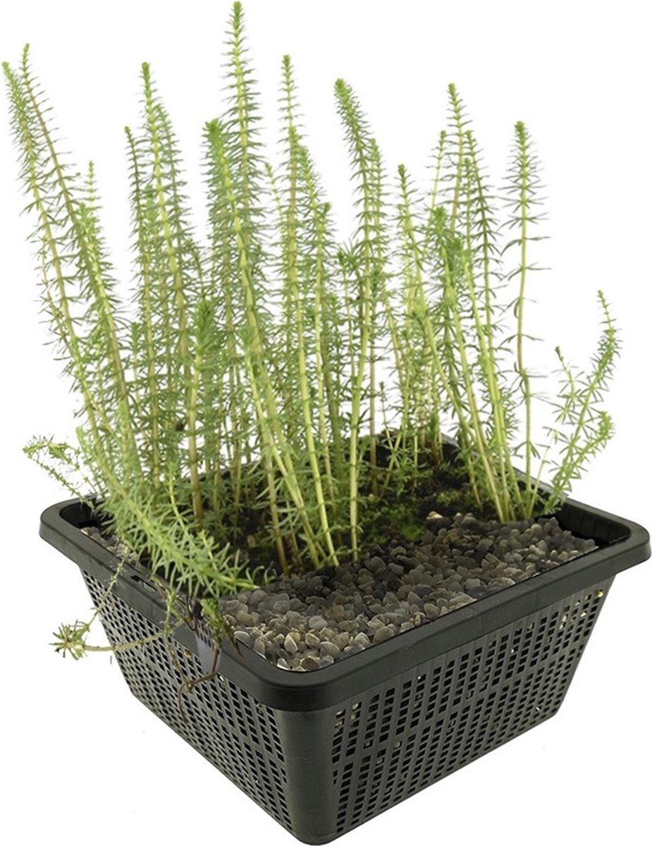 vdvelde.com - Lidsteng vijverplantenset (Hippuris Vulgaris) - Zuurstofplant en oeverplant - Helder water - Winterhard - Inheems - 4 planten met vijvermand, klei, substraat & voeding