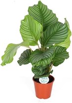 Goed & Groen - Calathea Orbifolia - ↨ 50cm - Potmaat 17 - Exclusieve Kwaliteit Planten - Kamer Plant - Kamerplanten - Sfeer - Interieur