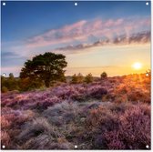 Tuinposter 100x100 cm - Tuindecoratie Bloeiende heide tijdens zonsondergang in Nederland - Poster voor in de tuin - Buiten decoratie - Schutting tuinschilderij - Tuindoek muurdecoratie - Wanddecoratie balkondoek