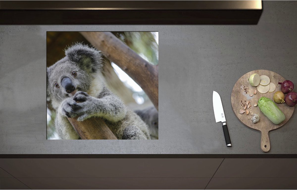 Inductieplaat Beschermer - Australische Koala in een Boom - 57x55 cm - 2 mm Dik - Inductie Beschermer - Bescherming Inductiekookplaat - Kookplaat Beschermer van Wit Vinyl