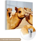 MuchoWow® Glasschilderij 20x20 cm - Schilderij acrylglas - Kamelen op zandvlakte in Dubai - Foto op glas - Schilderijen