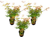 Bloomique - Set van 3 - Acer Palmatum 'Katsura' - Japanse Esdoorn - Tuinplanten - Winterhard - ⌀13 cm - 25-35 cm