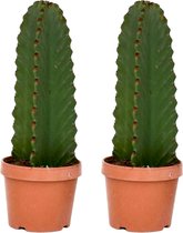 Plant in a Box - Euphorbia Ingens 'cowboycactus' - Set van 2 - cactus - pot 18cm - hoogte 40-50cm