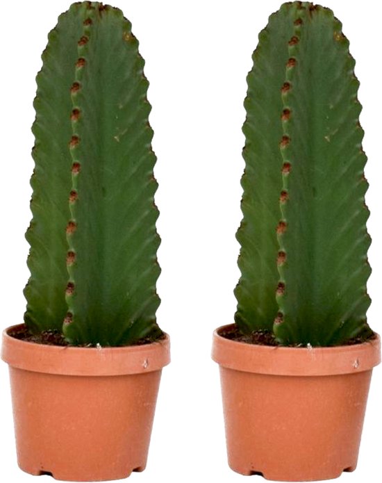 calathea lancifolia ableger Calathea Lancifolia (Rattle Snake Plant) for Sale main image 1