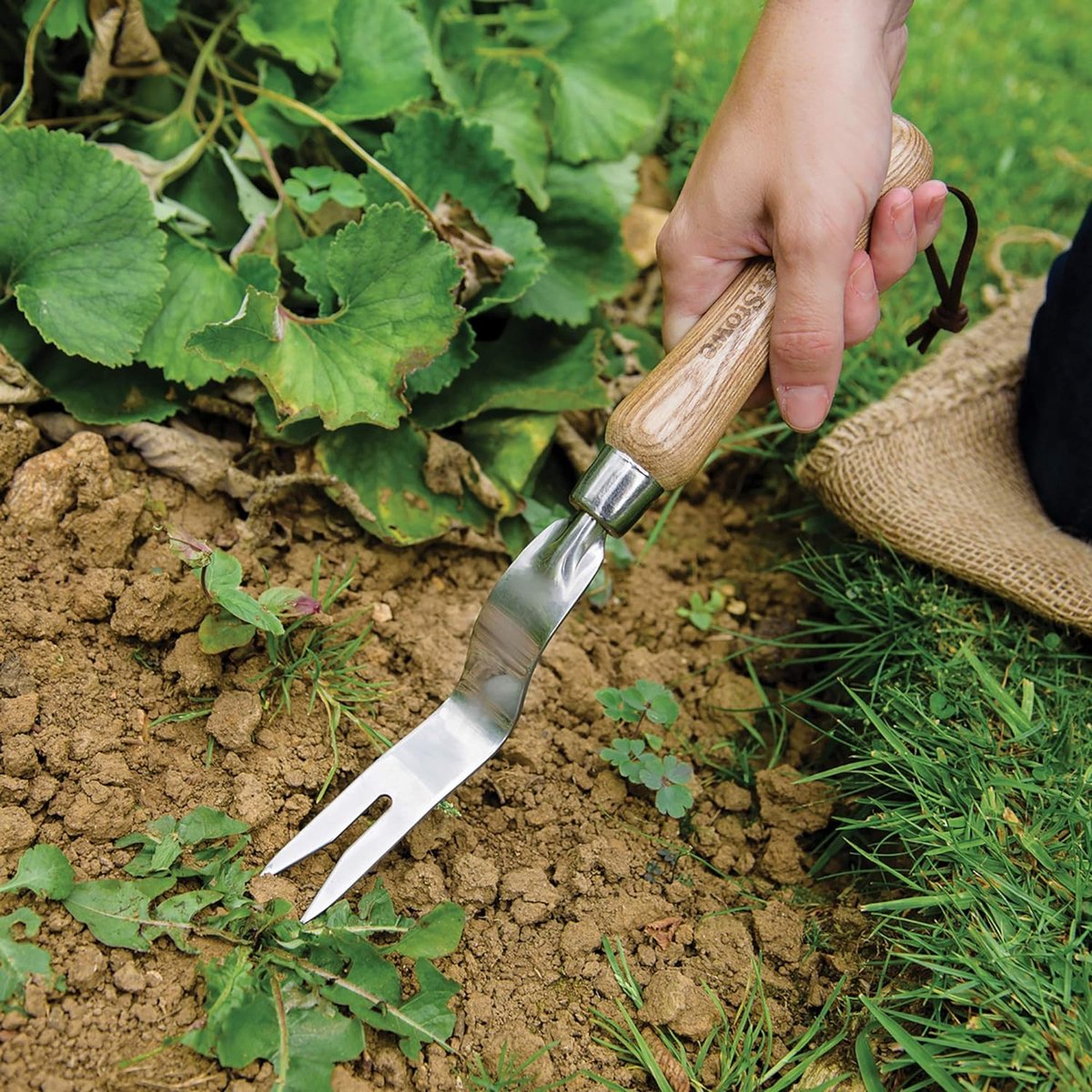 Handwortelsteker – onkruidsteker van roestvrij staal voor gras- en grondoppervlakken onkruidverwijderaar met steel van essenhout lengte: 30 cm