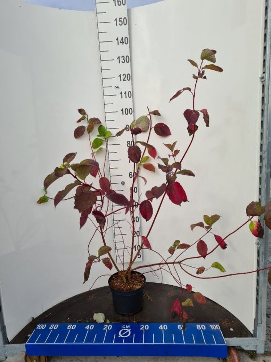 Cornus alba 'Sibirica' C5 80-100 cm - Bladverliezend - Bloeiende plant - Groeit breed uit - Informele haag