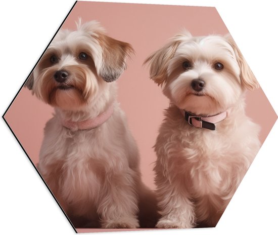 Dibond Hexagon - Twee kleine honden met roze halsband zitten voor roze achtergrond - 60x52.2 cm Foto op Hexagon (Met Ophangsysteem)