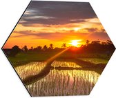 Dibond Hexagon - Zonsondergang bij de Rijstvelden in Indonesië - 40x34.8 cm Foto op Hexagon (Met Ophangsysteem)
