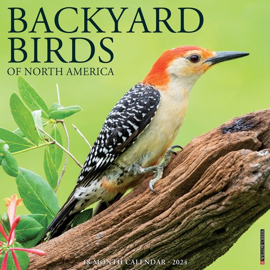 Backyard Birds 2024 12 X 12 Wall Calendar, Willow Creek 9781549232268